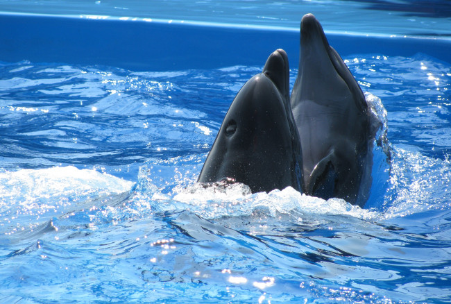 Обои картинки фото животные, дельфины, вода, дельфин