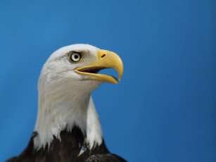 Картинка животные птицы хищники белоголовый орлан bald eagle небо