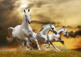 Картинка животные лошади галоп