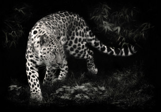 Картинка животные леопарды пятна грация