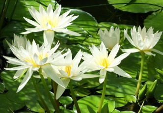 Картинка цветы лилии водяные нимфеи кувшинки белый свет