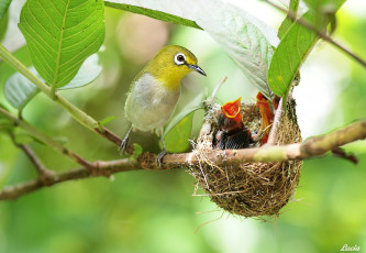 Картинка животные гнезда птиц ветка птенцы