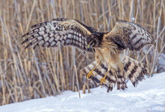 Картинка животные птицы хищники снег крылья