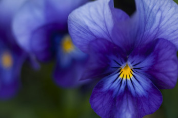 Картинка цветы анютины глазки садовые фиалки синий
