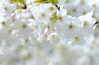 Картинка цветы цветущие деревья кустарники весна нежность
