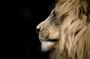 Картинка животные львы профиль грива
