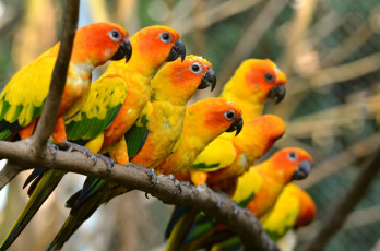 Картинка животные попугаи ветка