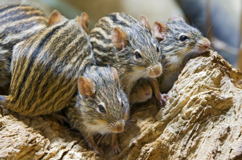 Картинка животные крысы мыши полосатики