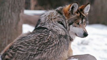 Картинка животные волки волк снег деревья