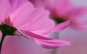 Картинка цветы космея розовый цветок