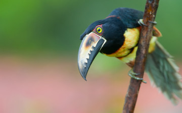 Картинка toucan животные туканы взгляд ветка птица тукан клюв