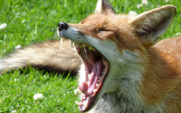 Картинка животные лисы трава зевота лиса