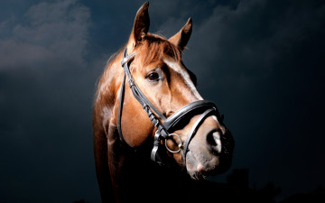 Картинка животные лошади черный фон конь лошадь