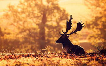 Картинка животные олени олень утро природа