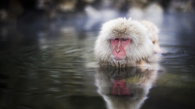 Обои картинки фото животные, обезьяны, обезьяна, снежная, озеро, вода