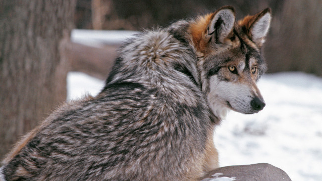Обои картинки фото животные, волки, волк, снег, деревья