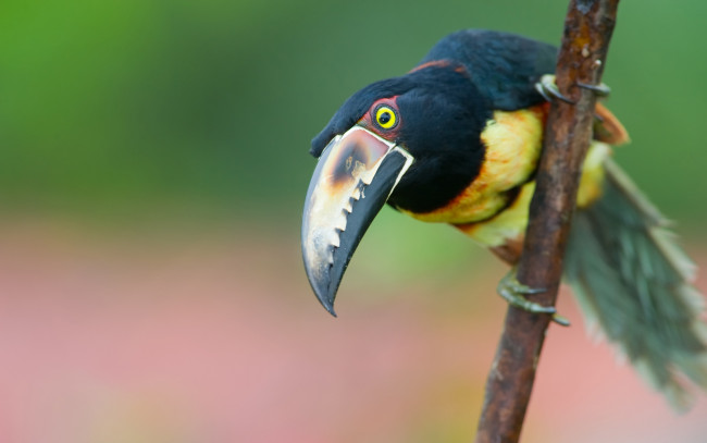 Обои картинки фото toucan, животные, туканы, взгляд, ветка, птица, тукан, клюв