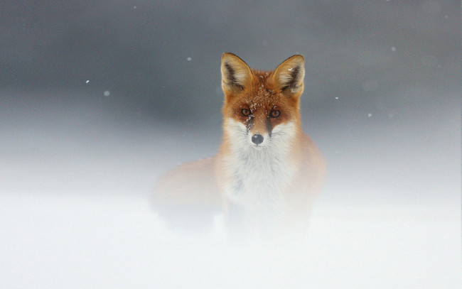 Обои картинки фото животные, лисы, лиса, рыжая, туман