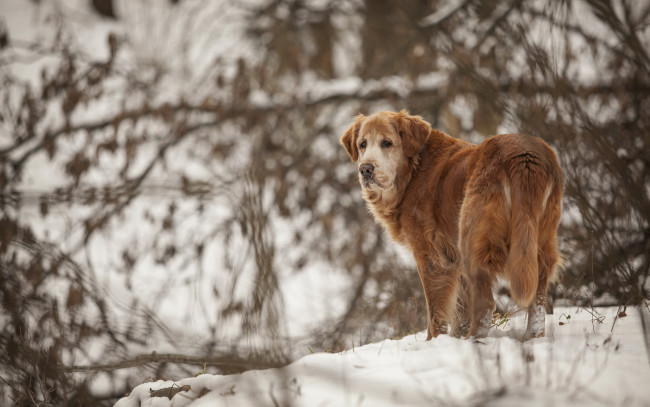 Обои картинки фото животные, собаки, собака, зима, снег
