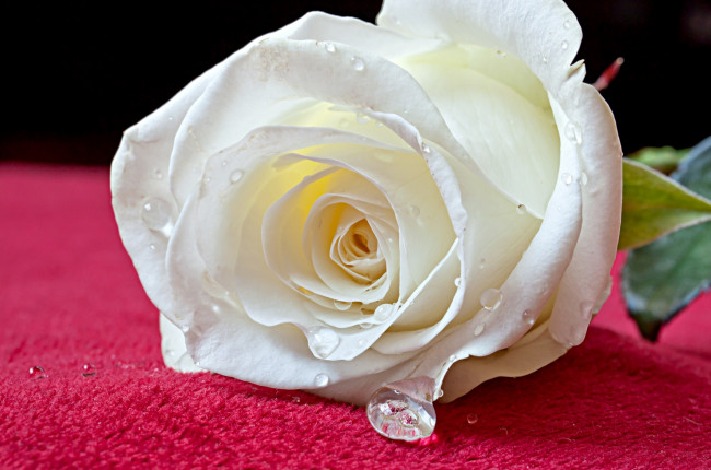 Обои картинки фото цветы, розы, белый, лепестки, капли, макро
