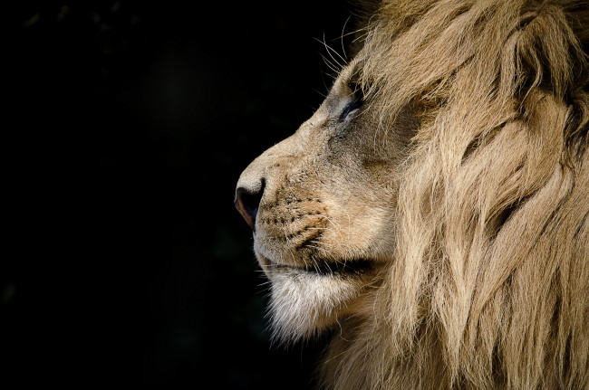 Обои картинки фото животные, львы, профиль, грива