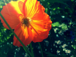 Картинка цветы маки зеленый лето мак оранжевый