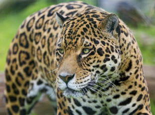 Картинка животные Ягуары морда ягуар