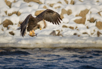 Картинка животные птицы+-+хищники белоголовый орлан хищник рыба добыча рыбалка полет