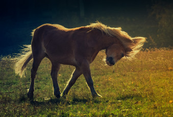 Картинка животные лошади конь пастбище грива