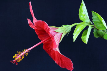 Картинка цветы гибискусы гибискус красный