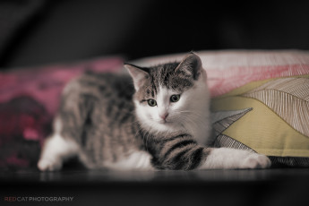 Картинка животные коты котенок малыш мордочка