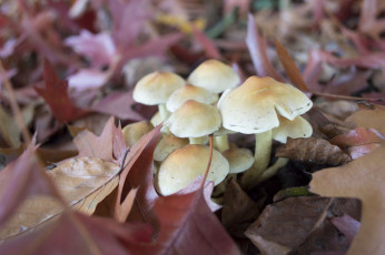 Картинка природа грибы осень листья