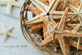 Картинка разное ракушки +кораллы +декоративные+и+spa-камни звезды