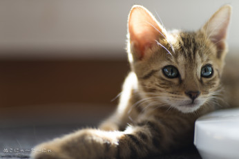 Картинка животные коты взгляд полосатый серый котенок