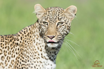 Картинка животные леопарды морда леопард облизывается