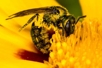 Картинка животные пчелы +осы +шмели цветок пчелка
