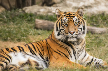 Картинка животные тигры тигр морда отдых