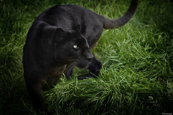 Картинка животные пантеры профиль трава черный леопард
