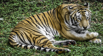 Картинка животные тигры отдых лежит трава тигр
