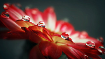 Картинка цветы герберы лепестки капли отражение красные линза роса вода