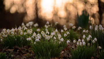 Картинка цветы подснежники +белоцветник весна белые листья поляна
