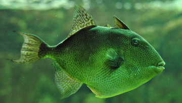 Картинка животные рыбы рыбка зеленая
