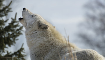 Картинка животные волки белый волк морда вой