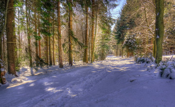 Картинка природа зима снег деревья лес