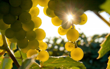 Картинка природа Ягоды +виноград свет ягоды