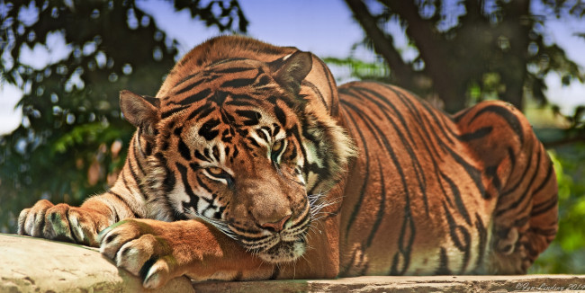 Обои картинки фото животные, тигры, взгляд, хищник, дикая, кошка, тигр