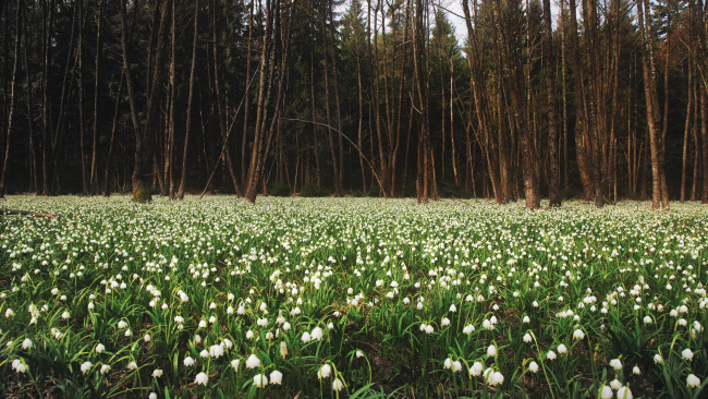 Обои картинки фото цветы, подснежники,  белоцветник, поляна, весна, лес