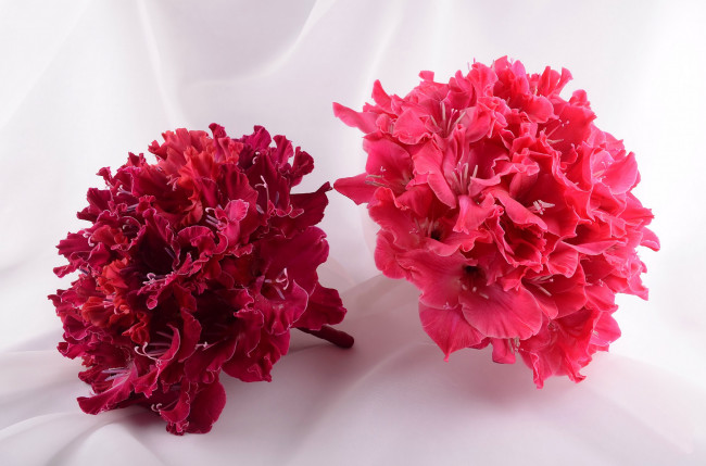 Обои картинки фото цветы, гладиолусы, бордовый, розовый, букеты
