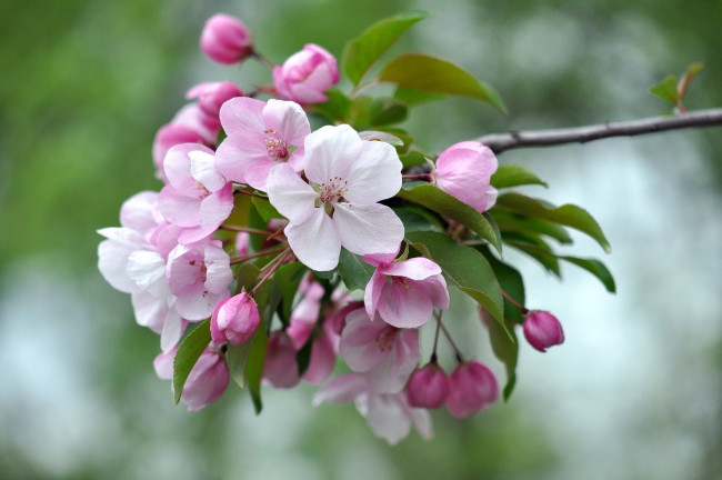 Обои картинки фото цветы, цветущие деревья ,  кустарники, весна