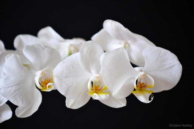 Обои картинки фото цветы, орхидеи, белый